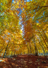 Mount Autore Livata (Subiaco, Italy) - Autumnal foliage in the mountains of province of Roma, Lazio region, Simbruini mounts natural park. Here a view with a beautiful autumn landscape.
