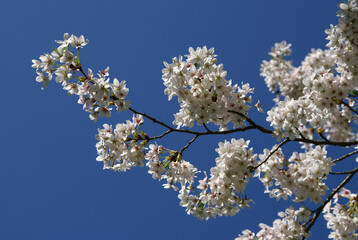 weisse Kirschblüten am Himmel