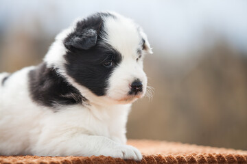 Little Yakut Laika puppy