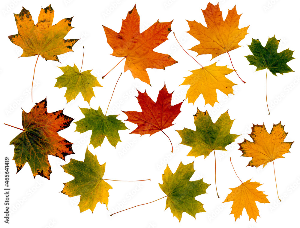 Wall mural large set of autumn maple leaves of different colors isolated on white background to create your des
