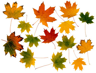 large set of autumn maple leaves of different colors isolated on white background to create your...