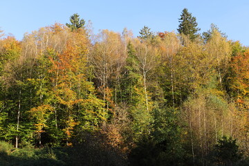 a forest in autumn with colorful leaves on the trees