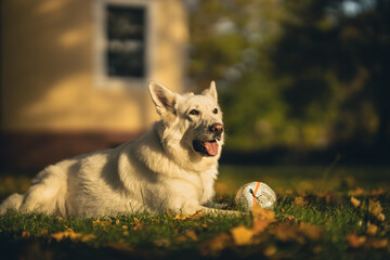 dog white swiss shepherd lying in a grass with ball in a sun