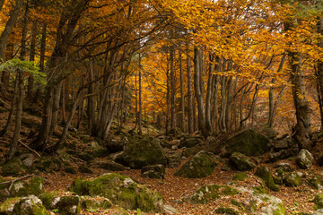 Walking in the Marguareis Natural Park, Pesio Valley Maritime Alps, Cuneo, Italy