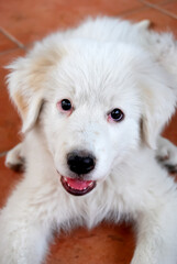 Portrait of a sheepdog puppy.