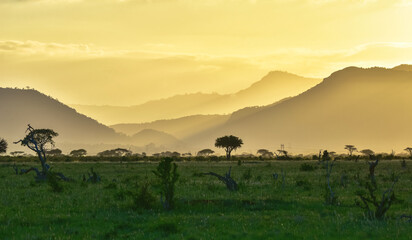 The Chyulu Hills of Kenya in the golden light of the setting sun with the savanna green from the...