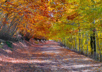 Mount Autore Livata (Subiaco, Italy) - Autumnal foliage in the mountains of province of Roma, Lazio...