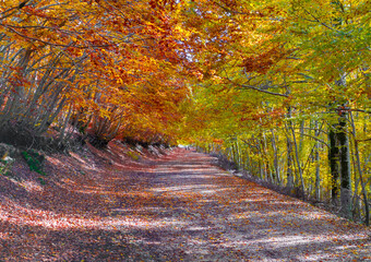 Mount Autore Livata (Subiaco, Italy) - Autumnal foliage in the mountains of province of Roma, Lazio region, Simbruini mounts natural park. Here a view with a beautiful autumn landscape.