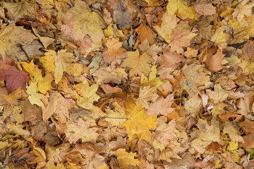 Fallen maple leaves lying on the ground