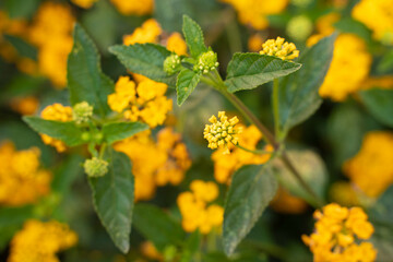 yellow flower zoom nature 