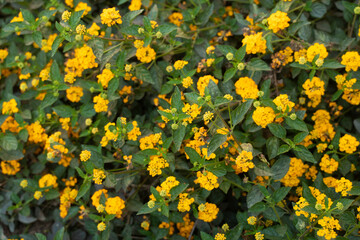 yellow flowers nature