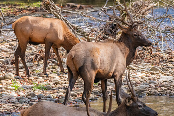 3 Wild Elk late afternoon crossing a rocky Island with downed tree limbs in a shallow river, in the...