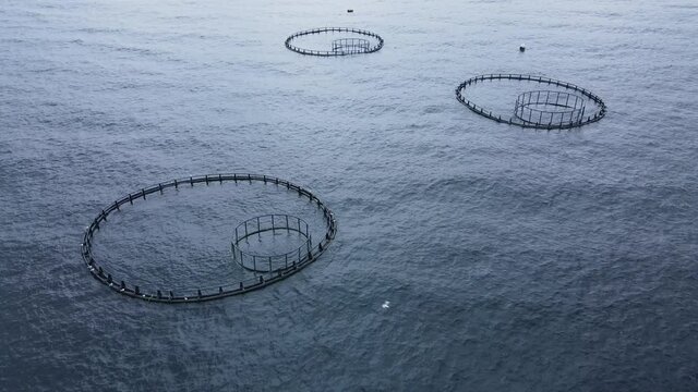Fish cages of fish farm in sea with fish until they can be harvested. Off-shore cultivation aquaculture with cages are placed in the sea