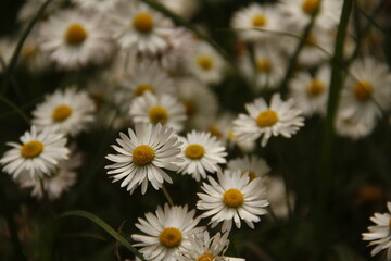 Fototapeta premium daisies in a garden