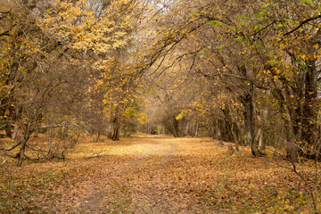 Forest road at autumn leaf fall