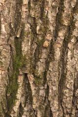Tree bark with moss vertical