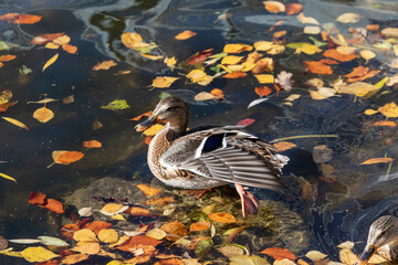 Wild duck swims in the pond in October