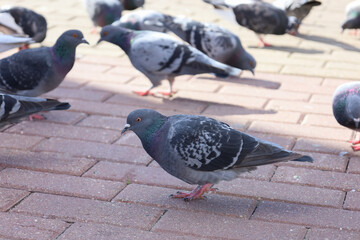 Uraban wildlife. The rock dove or common pigeon is a member of the bird family Columbidae. Rock Pigeons crowd streets and public squares, living on discarded food and offerings of birdseed. Soft focus