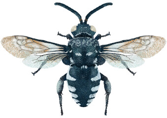 Illustration of blue wasp/bee on white background	