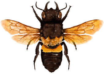 Illustration of wasp/bee on white background	