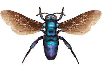 Illustration of blue wasp/bee on white background	