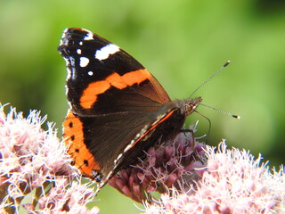 papillon