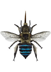 Illustration of blue wasp/bee on white background	