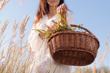 Collecting herbs by a woman in the basket - a low angle of shot . Alternative medicine.