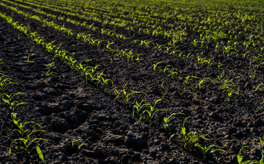 Rows of corn sprouts beginning to grow. Young corn seedlings growing in a fertile soil. An...
