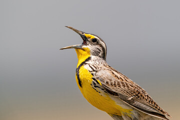 A closeup portrait of a Western Meadowlark bird singing with fervor.