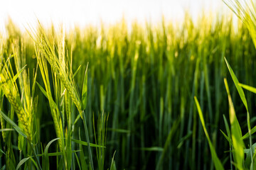 Young green barley growing in agricultural field in spring. Unripe cereals. The concept of agriculture, organic food. Barleys sprout growing in soil. Close up on sprouting barley in sunset.