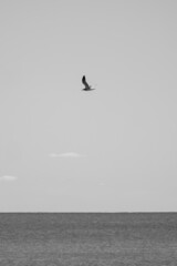seagull in flight