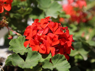 red rose bush