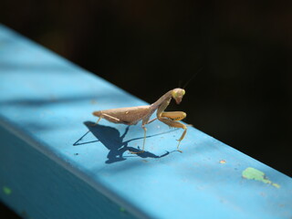 praying mantis on a wooden table