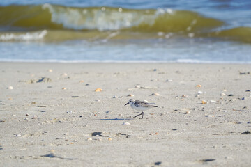 sandpiper with wave crashing