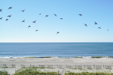 Fototapeta na wymiar birds at the beach