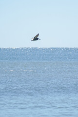 Fototapeta na wymiar pelican over sea