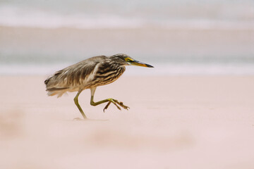 Walking bird 