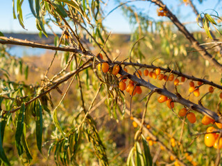 Selective focus on ripe orange sea buckthorn berries on a sunny autumn day.