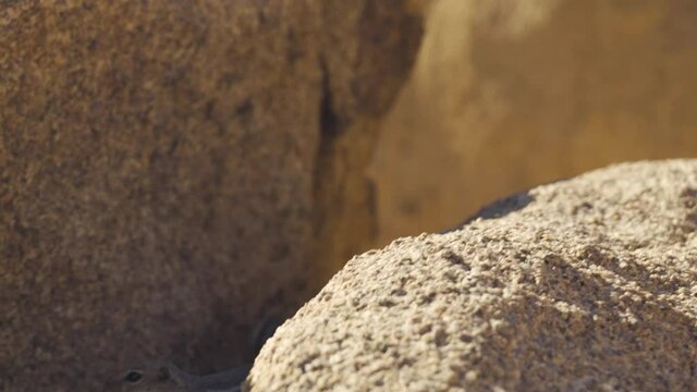 White-tailed Antelope Squirrel eating flowers in Joshua Tree National Park.