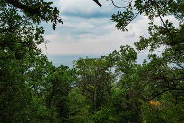 View on sea and clouds through trees in the forest