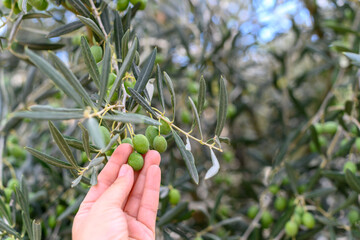 Woman's hand touching green olives from an olive tree