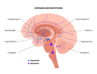 Serotonin and dopamine pathway