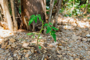 Closeup shot of tomato seedling in wild nature