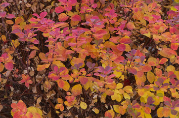 Red Autumn Leaves in a Garden