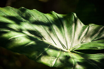 Large green leaf in the garden with natural sunlight and shadow, selective focus. Lush green nature texture. Abstract surface.