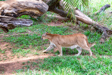 Naklejka na ściany i meble South American cougar walking across grass floor in selective focus.