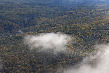 Aerial view on mystery  forest covered in fog.