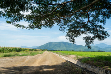 parota