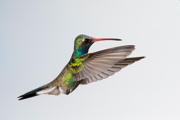 Colibrí - Hummingbird